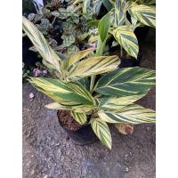 ราคา ข่าด่าง ไม้ใบจัดสวน ☘️☘️ (8636933853)