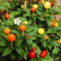 ราคา อินทรีย์็ด อินทรีย์็ด พริกตุ้ม สีรุ้งอินทรีย์ที่สุด 10 บ.อินทรีย์พริกตุ้มสีรุ้ง 5 อินทรีย์็ด☘️พริกประดับสีสวยพุ่ ผักบุ้ (18978142762)