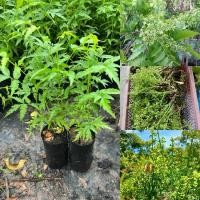 ราคา ต้นสะเดาทวายหรือสะเดามัน 1ต้น (24931114874)