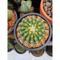 ราคา ถังทองหนามสั้น ถังทองหนามกุด ไซต์5นิ้ว cactus&Succulent กระบองเพชร (42263892760)
