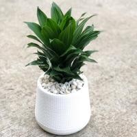 ราคา ไม้มงคลวาสนาเก้าชั้นกระถางขาว6”นิ้ว+จานรองไม้ฟอกอากาศ (20453293133)