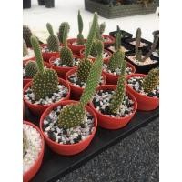 ราคา หูกระต่ายเหลืองแคคตัส Opuntia microdasys (10657767226)