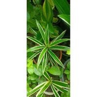 ราคา เตยด่าง เตยหอม เตยทำขนม (26414769138)