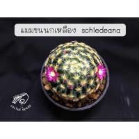 ราคา แมมขนนกเหลือง ขนนกเหลือง เมล็ด แมมขนนก ขนนก Mammillaria schiedeana แมม ต้นกระบองเพชร ต้นแคคตัส cactus เมล็ดแคคตัส ขน นก (5315453298)