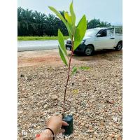 ราคา ต้นกระถินเทพา ส่งทั้งถุงชำ ขนาดต้น30-40ซม. (15897921119)
