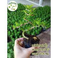 ราคา ต้นมะสังดัดบอนไซจิ๋ว (13508004056)