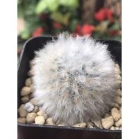 ราคา แมมขนแกะMammillaria bocasana v.multilanata (4152230951)