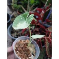 ราคา บอนกระดาดด่างขาว ​ (15138530661)