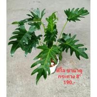 ราคา ซานาดู ฟิโลซานาดู กระถาง8นิ้ว สินค้าตกปกตามรูป (16878989659)