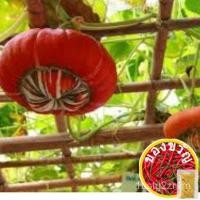 ราคา ◾ Champs Melon SEED แตงโมฟักทอง beenih รองเท้า/อัญมณี/เซล็ตต์/หมวก/ เบบี้/ทานตะวัน/กางเกง ITAL (23803862070)