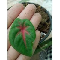 ราคา บอนสี ช้างเผือกใบบัวเบบี๋ ราชินีไม้ใบ (12849275636)