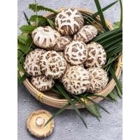 ราคา เห็ดหอมญี่ปุ่นแห้ง เห็ดลายญี่ปุ่น เห็ดลายขาว หอมอร่อย ของใหม่ เนื้อแน่น คุณภาพสูงเกรดAAAAA (10648424426)