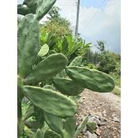 ราคา โอพันเทียตัดสด ใบเสมา แคคตัสโอพันเทีย Opuntia แคคตัสตกแต่งคาเฟ่ (9877140204)