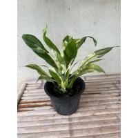 ราคา ต้นเดหลีใบด่าง ส่งพร้อมกระถาง (29066298354)