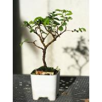 ราคา เอมญี่ปุ่น บอนไซจิ๋ว (42752229681)