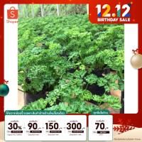 ราคา เหลือ 0.- เก็บโค้ดหน้าร้านต้นพาสเลย์ parsley ใบหยิก ต้นเขียวสวย แข็งแรง ถุง 4*8 นิ้ว (10956184365)