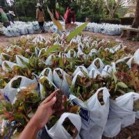 ราคา กล้ายูคาเนื้อเยื่อk7 ชุด50ต้น/1ถุง (42018040461)