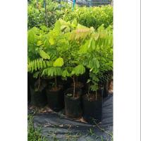 ราคา ต้นชิงชัน ไม้ป่าเศรษฐกิจ (5335966457)