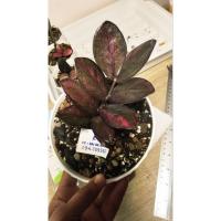 ราคา ไม้แยกหัว กวักมรกตดำด่างชมพู (40870446273)