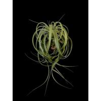 ราคา [ขายหน่อ] Tillandsia 'Eric Knobloch' สับปะรดสี สับปะรดอากาศ ไม้ฟอกอากาศ ไม้รากอากาศ airplant ทิลแลนเซีย (6488613727)
