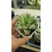 ราคา Haworthia variegated_succulent echeveria haworthia cactus ไม้อวบน้ำ แคคตัส ฮาโวเทีย ไลทอป (26474899324)