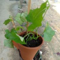 ราคา ตำลึง ผักพื้นบ้าน เพาะเมล็ดจากปากน้ำระยอง (3643761862)