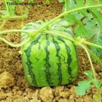 ราคา Trillioncatalpa แม่พิมพ์ทําแตงโม รูปหัวใจ ทรงสี่เหลี่ยม สําหรับทําสวน ปลูกผลไม้ TH (25614669429)