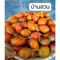 ราคา ต้นละมุดสีดา/ละมุดโบราณหายาก (15520477392)