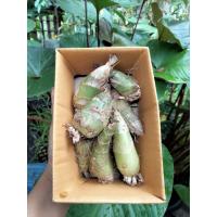 ราคา ว่านช้างผสมโขลง ชุด3หัว.พญาเทครัว กล้วยไม้ดิน ไม้มงคล ว่าน (7362873071)