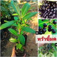 ราคา หว้าขี้มด พันธุ์ผลใหญ่ ผลไม้ป่าหายาก ฟอร์มสวยนิยมปลูกเป็นไม้ขุดล้อม ต้นพันธุ์เเข็งเเรงพร้อมปลูก เสียหายยินดีเคลมฟรี (24908547206)