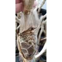 ราคา กิ่งตอนชะอมพันธุ์ไร้หนาม (2513857420)