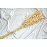 ราคา ดอกไม้แห้ง ดอกข้าว ข้าวหอมมะลิ รวงข้างอบแห้งสีธรรมชาติ สีครีมทองและสีเขียว (205579241)