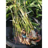 ราคา กิ่งตอนไผ่ซางหม่นพร้อมส่งตัดตามสั่งซางหม่นแท้ทนแล้งหน่อกินได้กอไม่รกไม่มีหนามรากเต็ม (43324515268)
