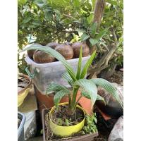 ราคา บอนไซมะพร้าว ใบสวย สมบูรณ์ งานดี (6695079581)