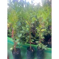 ราคา มะนาวแป้นพิจิตรกิ่งตอน (22657628083)