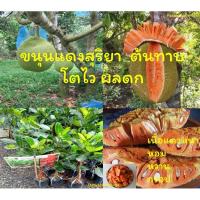 ราคา ขนุนแดงสุริยา ขนุนเนื้อสีแดง เนื้อแดงหนา หวาน กรอบ ต้นพันธุ์ทาบกิ่งสูง 40-50 ซม.แข็งแรงพร้อมปลูก รับประกันพันธุ์แท้ 100% (6951300017)