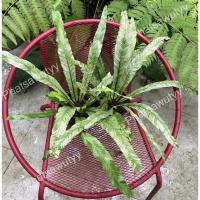 ราคา เฟิร์นข้าหลวงด่าง ข้าหลวงญี่ปุ่น ด่างจัดทุกต้น ต้นใหญ่รากแข็งแรง จัดส่งทั้งกระถาง (15775108105)