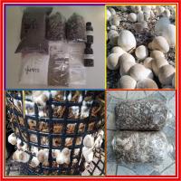 ราคา ชุดก้อนเชื้อเห็ดฟาง เชื้อเดินดี เดินเต็ม ดอกใหญ่ มีอาหารเสริมเห็ดฟาง หัวเชื้อจุลินทรีย์หน่อกล้วย ปูนขาว แป้งข้าวเหนียว (14945987280)