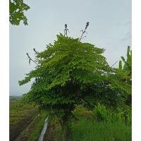 ราคา เมล็ดเพกาเตี้ยหรือลิ้นฟ้า (19725490363)