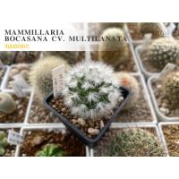 ราคา Mammillaria bocasana cv. multilanataแมมขนแกะ (12795779838)