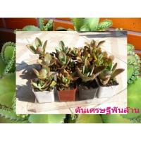 ราคา ชื่อ #ต้นเศรษฐีพันล้านกระถางเล็กน่ารัก (5728966023)