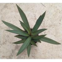 ราคา ต้นว่านกาบหอย ว่านกาบหอย (23744246837)