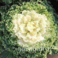 ราคา อินทรีย์็ด อินทรีย์็ด ปูเล่ขาว nagoyaอินทรีย์ที่สุ15บ. ☘️อินทรีย์็ดผักบุ้งปูเล่ nagoya ☘️สวยแปลก กินได้ อยู่นาน ผักบุ้ง (18376868774)