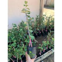 ราคา พุทราแดงอินเดีย ชุด 4 ต้น กิ่งทาบพร้อมปลูก (40609336491)