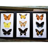 ราคา แมลงให้ศึกษา แมลงรวม ผีเสื้อ Butterfly Insect กรอบรูป กล่องไม้ ของสะสม ของขวัญ ของตกแต่งบ้าน แขวนผนัง ราคาถูก พร้อมส่ง (5892922437)