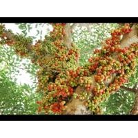 ราคา ต้นมะเดื่อชุมพรต้นละ 100 บาท (3994748351)