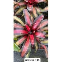 ราคา สับปะรดสีนีโอ มาร์การ์เร็ท/ Neo. Margaret / ไม้ประดับเลี้ยงง่าย / สับปะรดสีสวยๆ/ สับปะรดสีราคาถูก (18651633491)