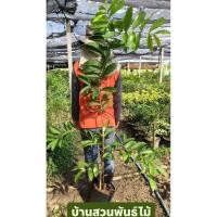 ราคา ต้นตะแบก ดอกสีชมพู ต้นเพาะเมล็ด สูง 130-160 ซม. (42554683358)