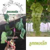 ราคา กิ่งองุ่น ติดตา พันธุ์รูทเพอเร็ท (9139026041)