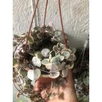 ราคา สายป่านดวงใจด่างไม้เลื้อยสวยๆ (9782380804)